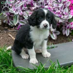 Benny, Bernedoodle Puppy